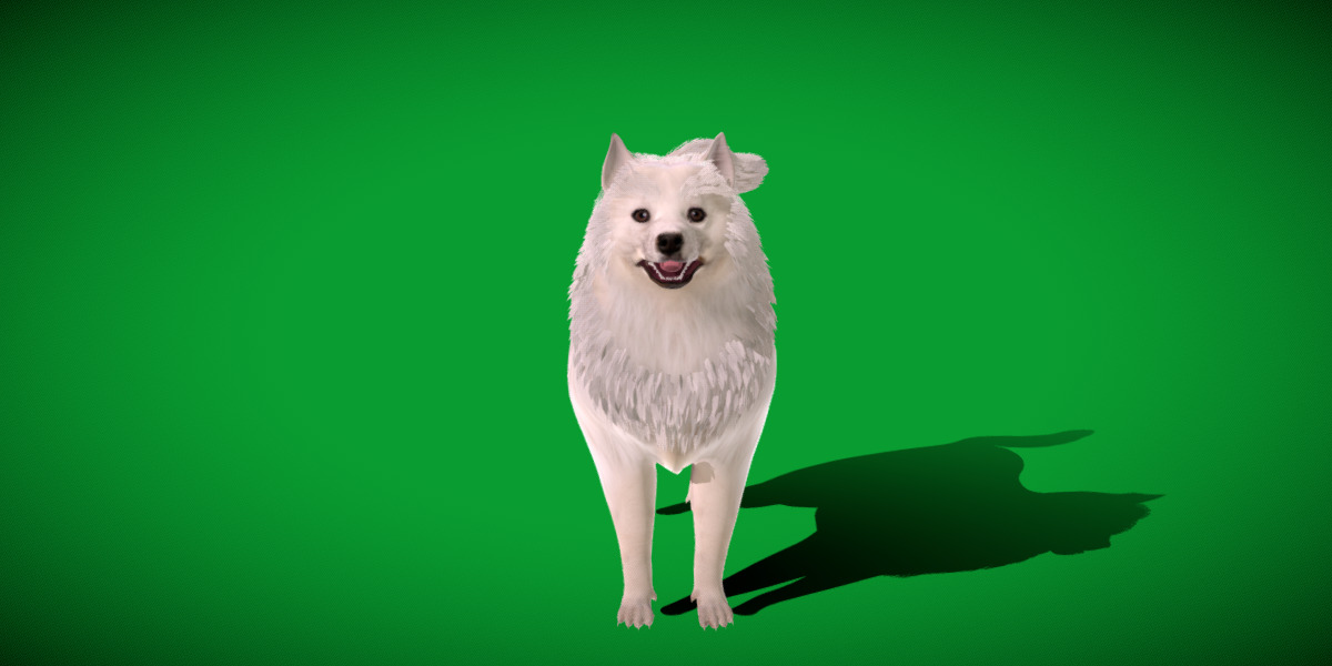 Samoyed Dog Low-poly 3D model_4