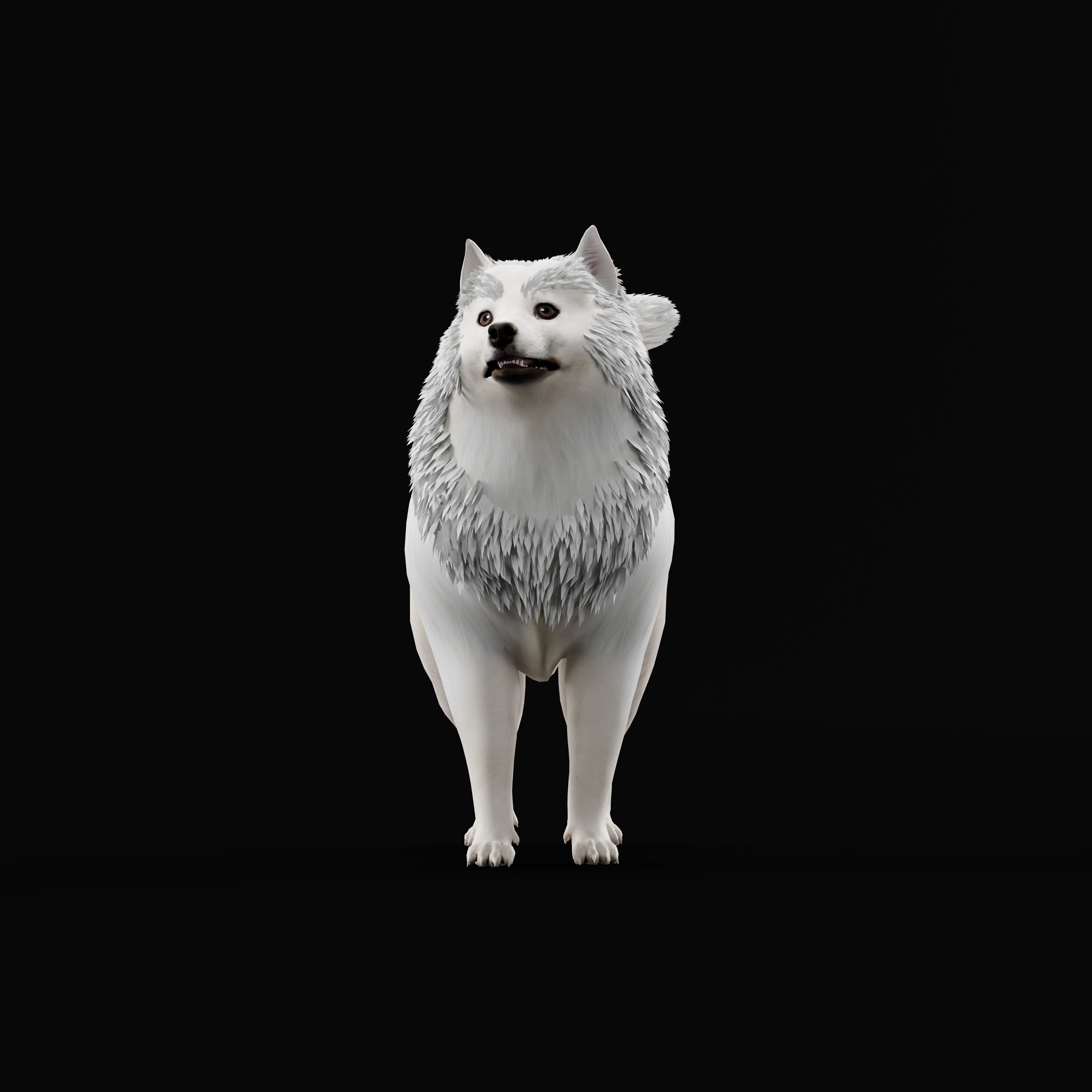 Samoyed Dog Low-poly 3D model_45