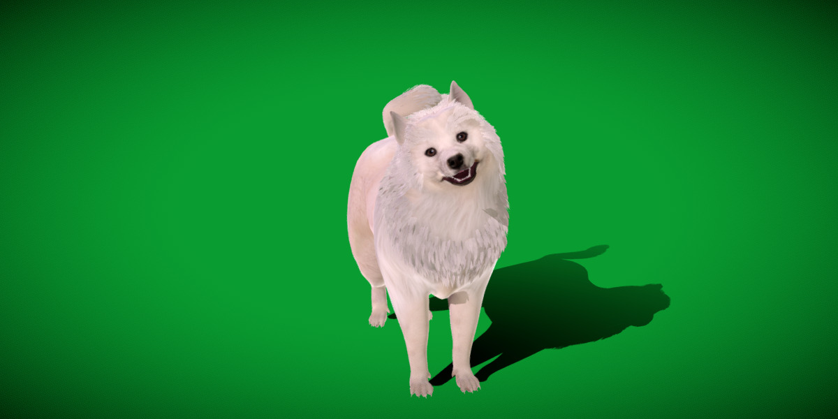 Samoyed Dog Low-poly 3D model_5