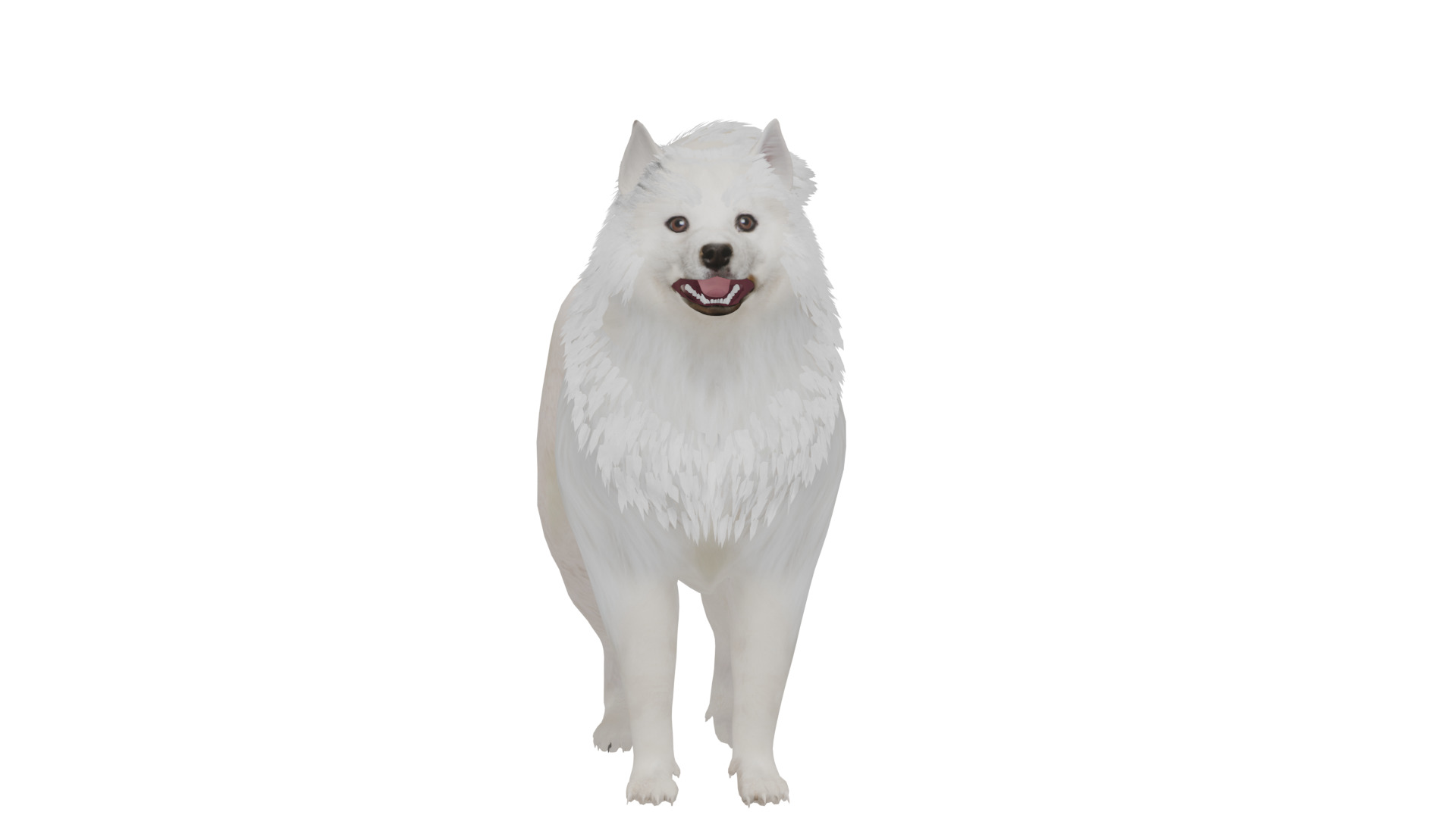 Samoyed Dog Low-poly 3D model_3