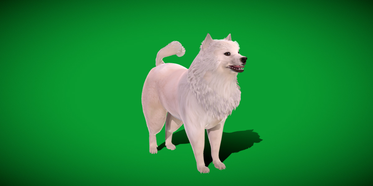 Samoyed Dog Low-poly 3D model_25