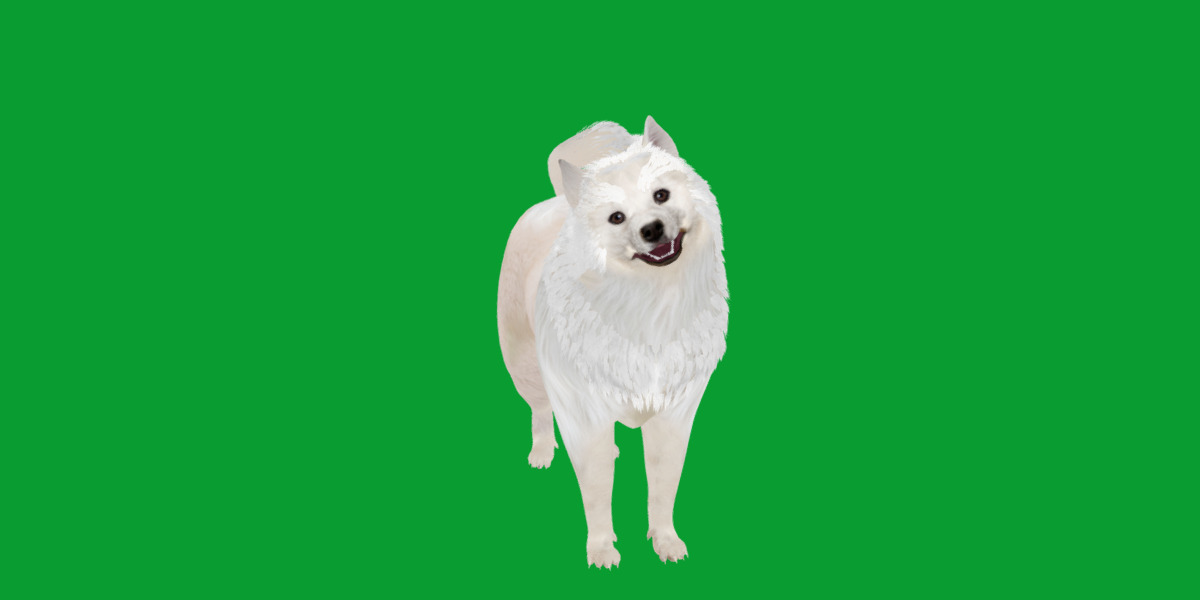Samoyed Dog Low-poly 3D model_6