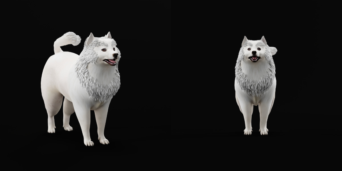 Samoyed Dog Low-poly 3D model_29
