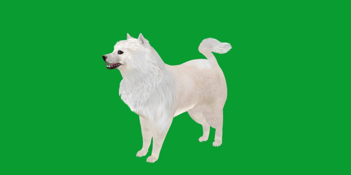 Samoyed Dog Low-poly 3D model_28
