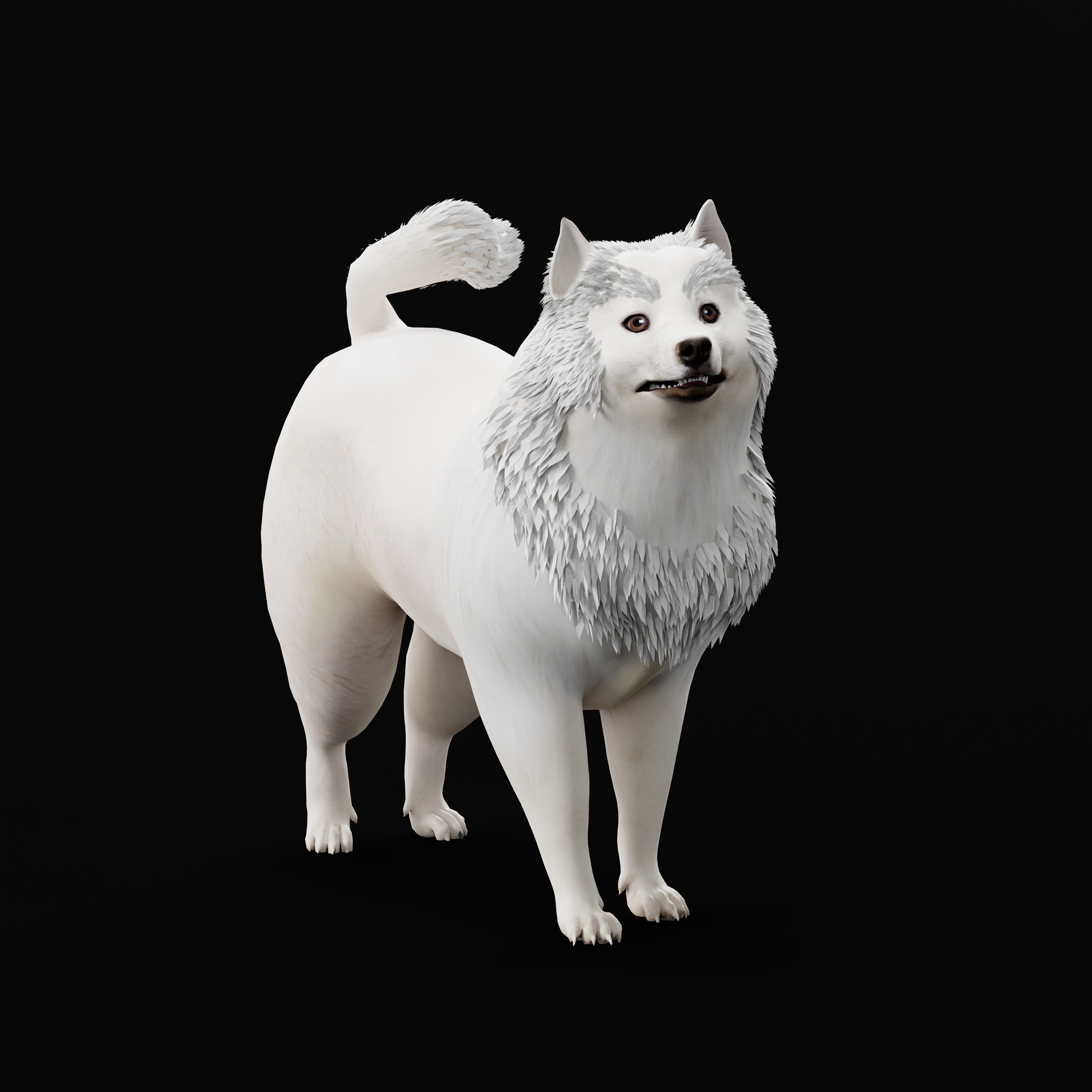 Samoyed Dog Low-poly 3D model_44