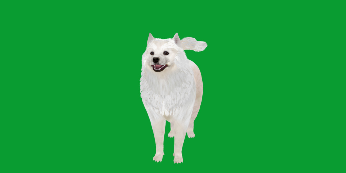 Samoyed Dog Low-poly 3D model_27