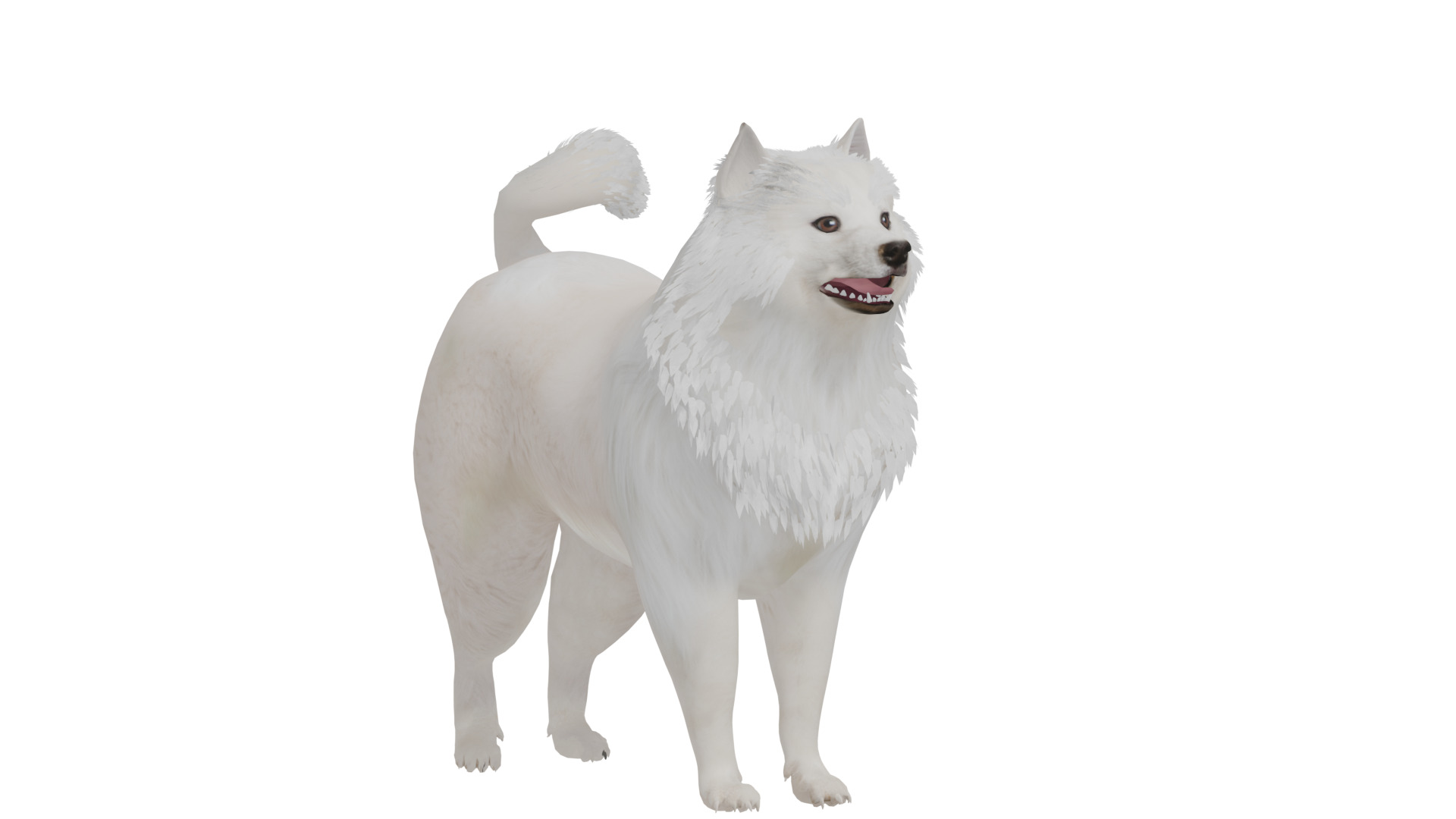 Samoyed Dog Low-poly 3D model_33
