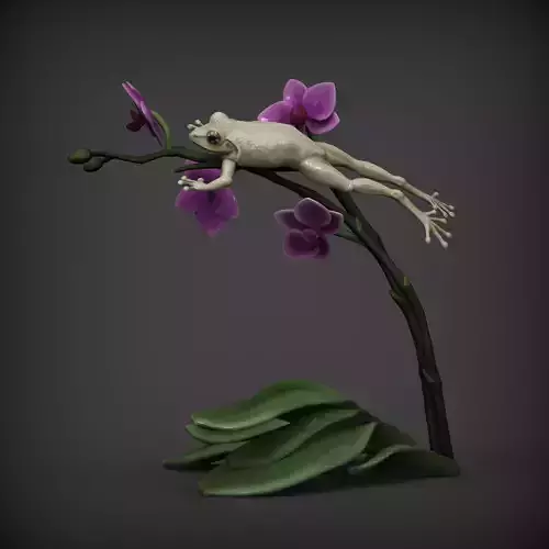 White Tree Frog Indonesia