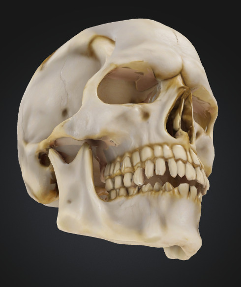 Realistic Human Skull 3D Printable Model 3D print model_2