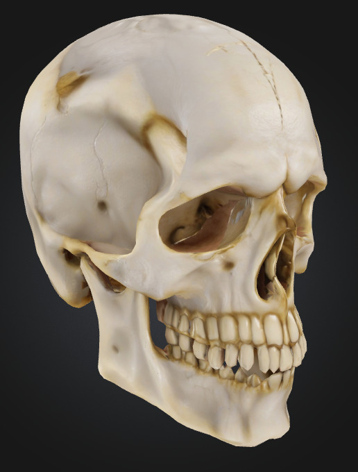 Realistic Human Skull 3D Printable Model 3D print model_1