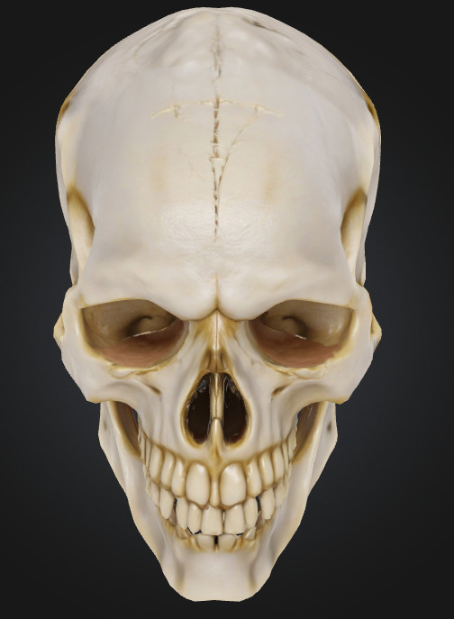 Realistic Human Skull 3D Printable Model 3D print model_5