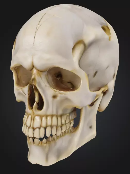 Realistic Human Skull 3D Printable Model 3D print model_0