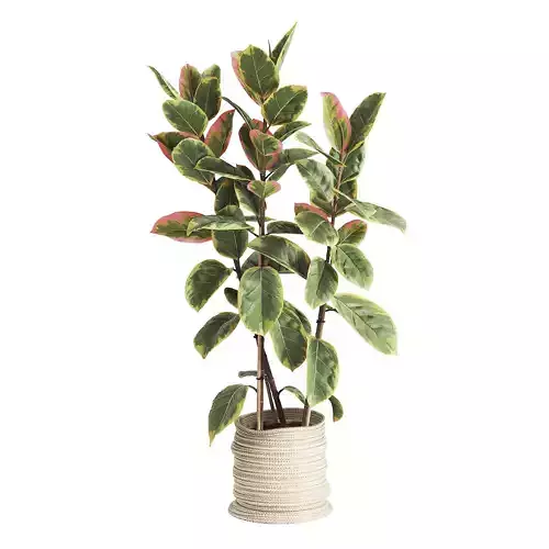 Indoor Plant Ficus Elastica Ruby