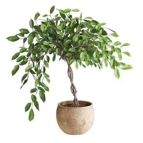 Indoor Plant Ficus Benjamina 3D model
