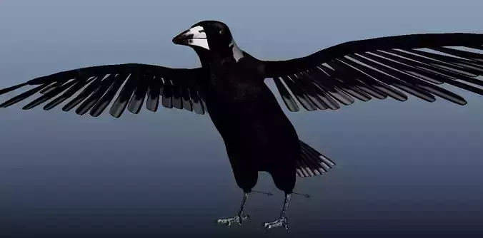Australian Magpie Rigged 3D model