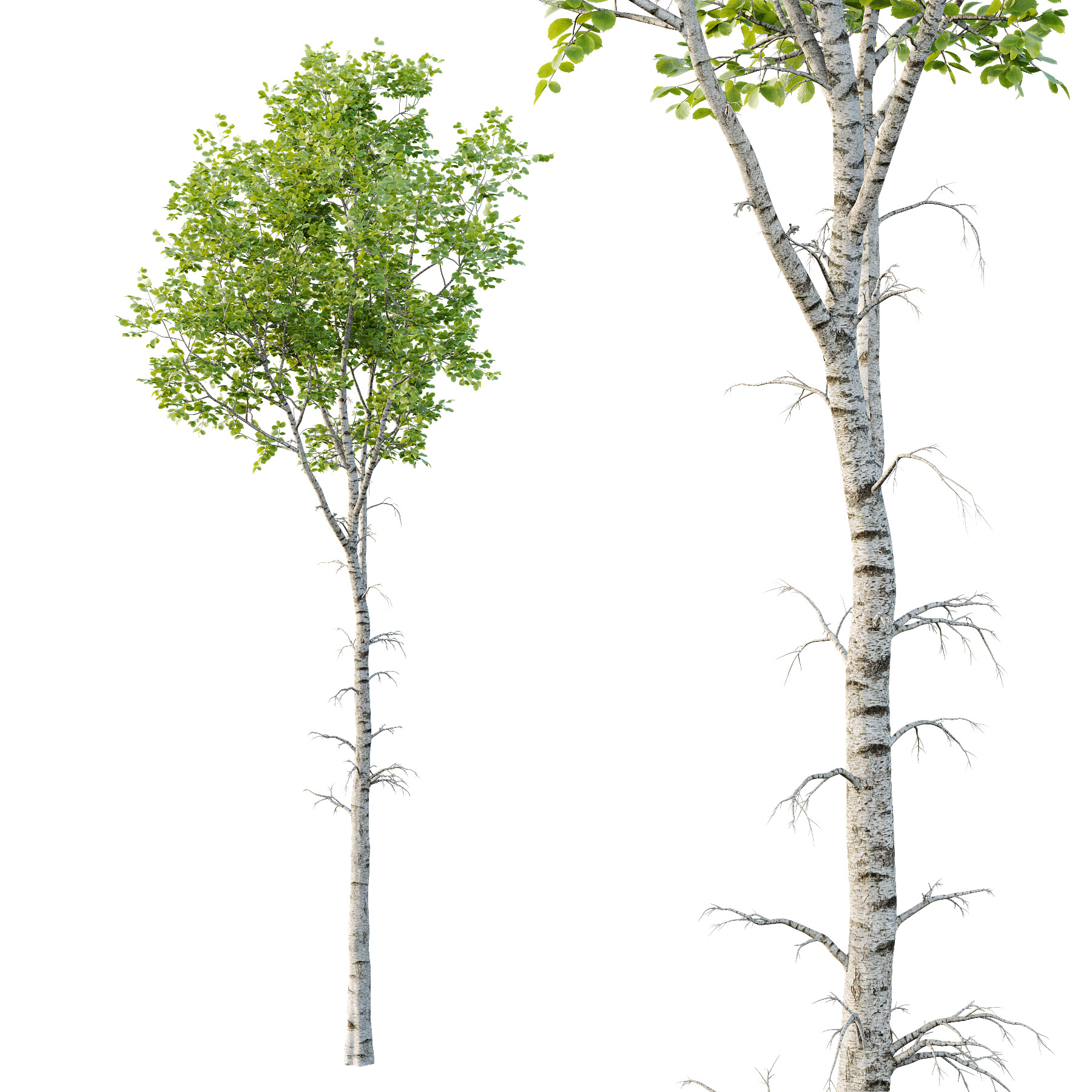 Betula Pendula Tree 01 3D model_3