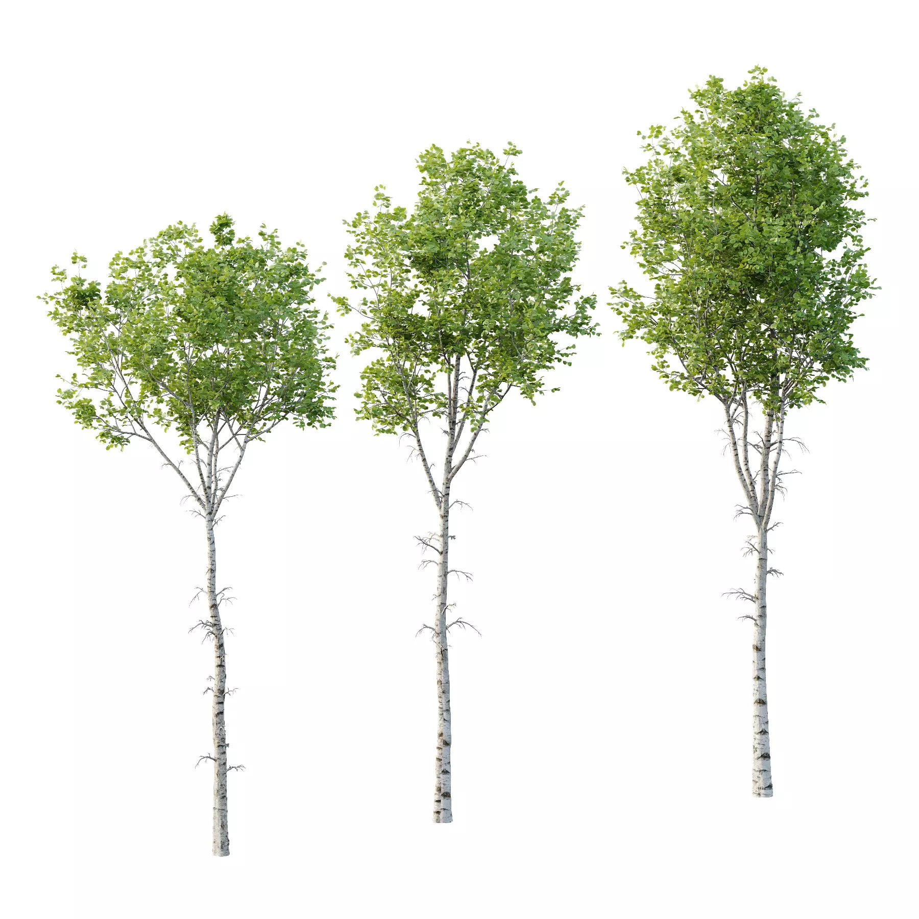 Betula Pendula Tree 01 3D model_0