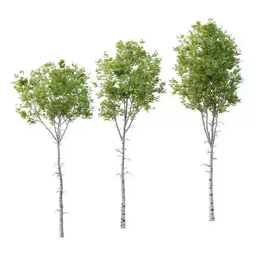 Betula Pendula Tree 01 3D model