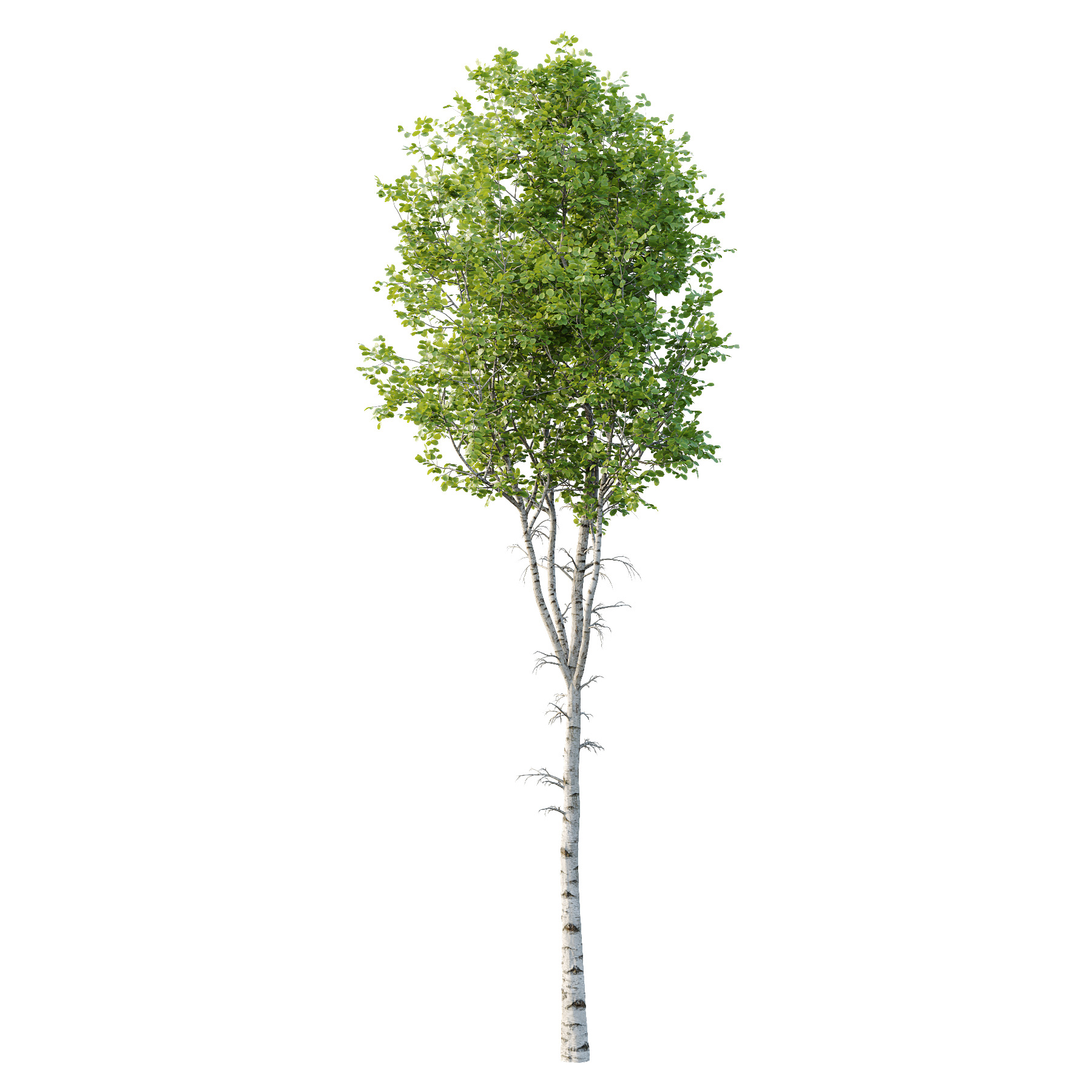 Betula Pendula Tree 01 3D model_1