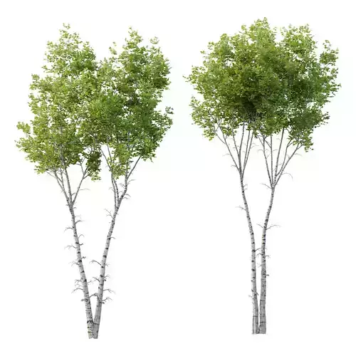 Betula Pendula Tree 02