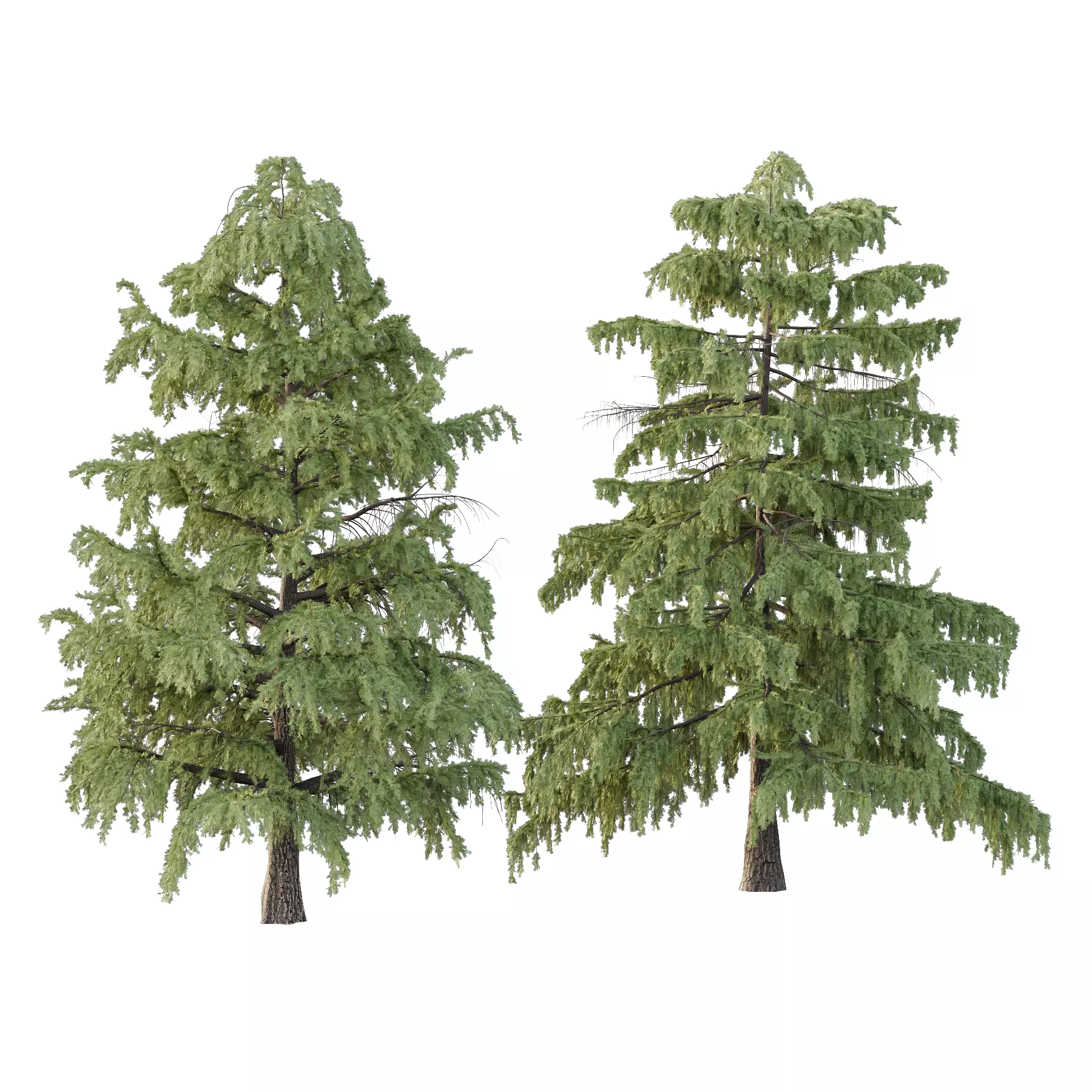 Cedrus deodara Tree 001 3D model_0