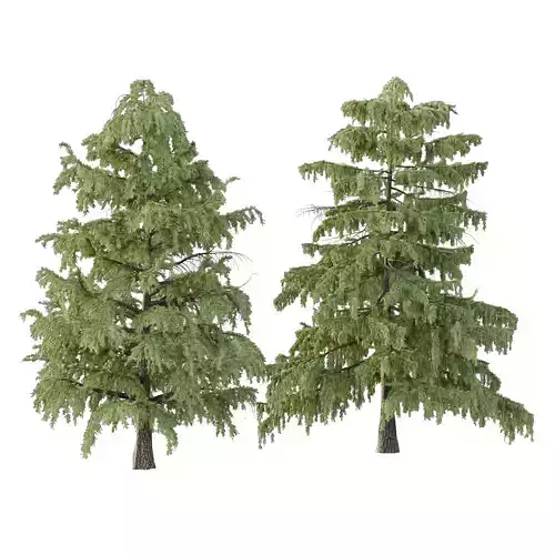 Cedrus deodara Tree 001 3D model Cedrus deodara Tree 001 3D model