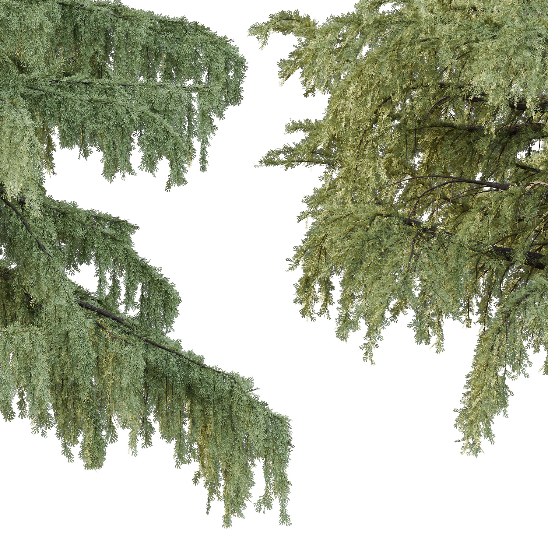 Cedrus deodara Tree 001 3D model_3