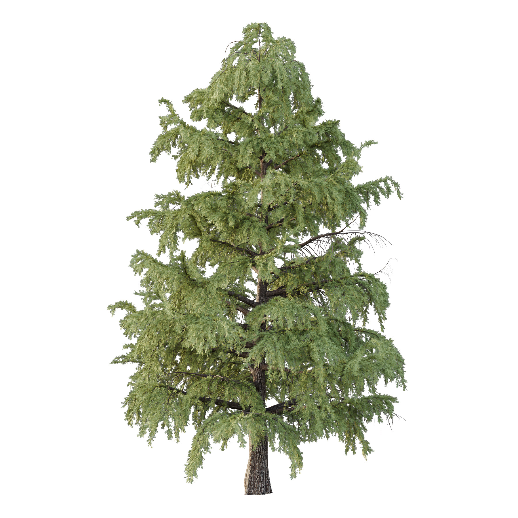 Cedrus deodara Tree 001 3D model_1