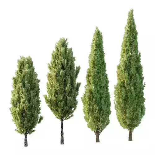 Italian Cypress Tree 2 3D model