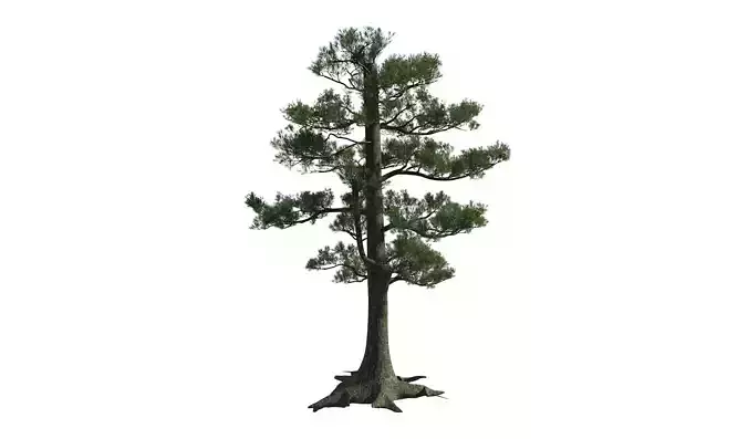  Realistic Pine Tree 3D Model - mingtu