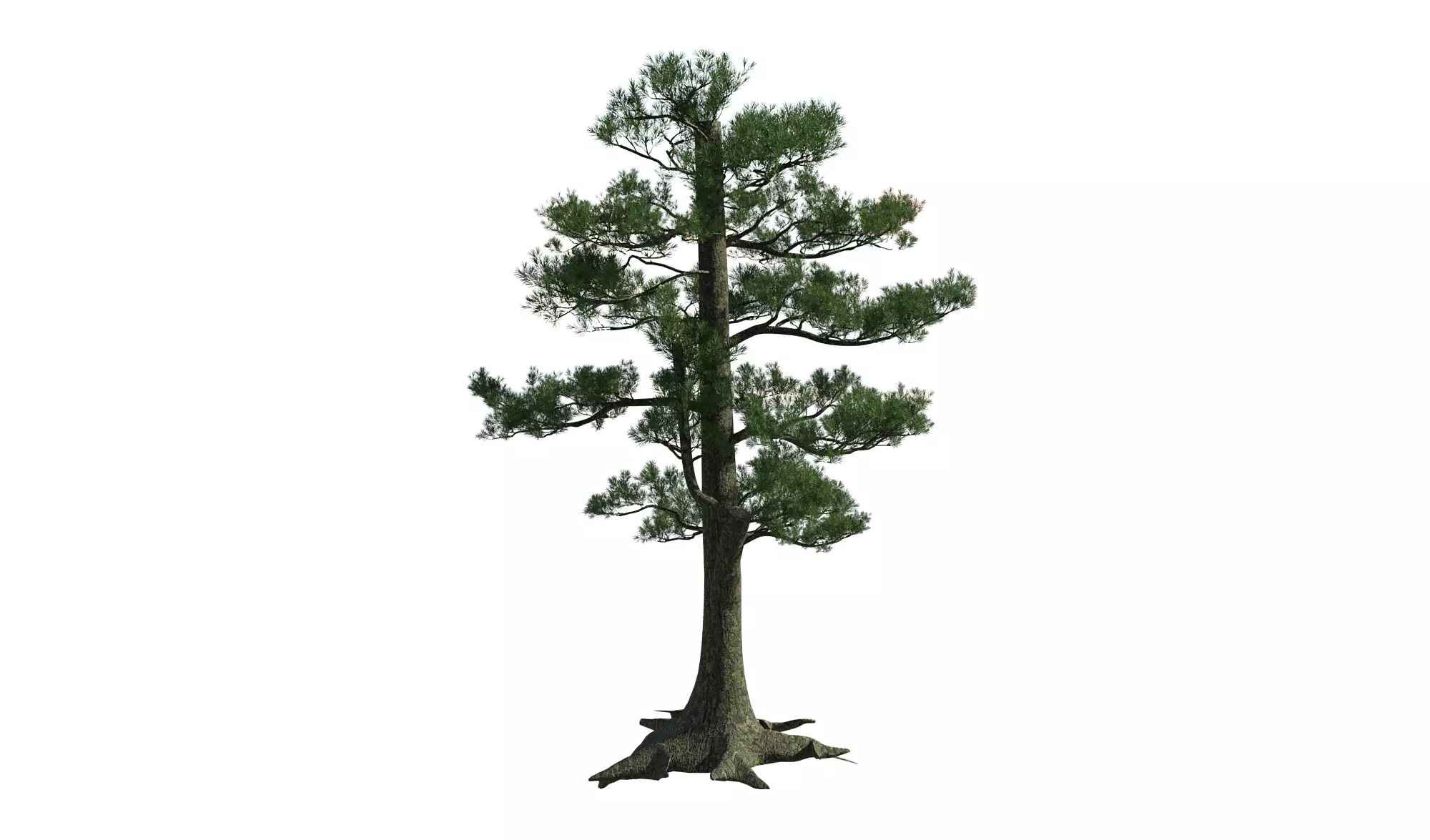 Realistic Pine Tree 3D Model - mingtu Free 3D model