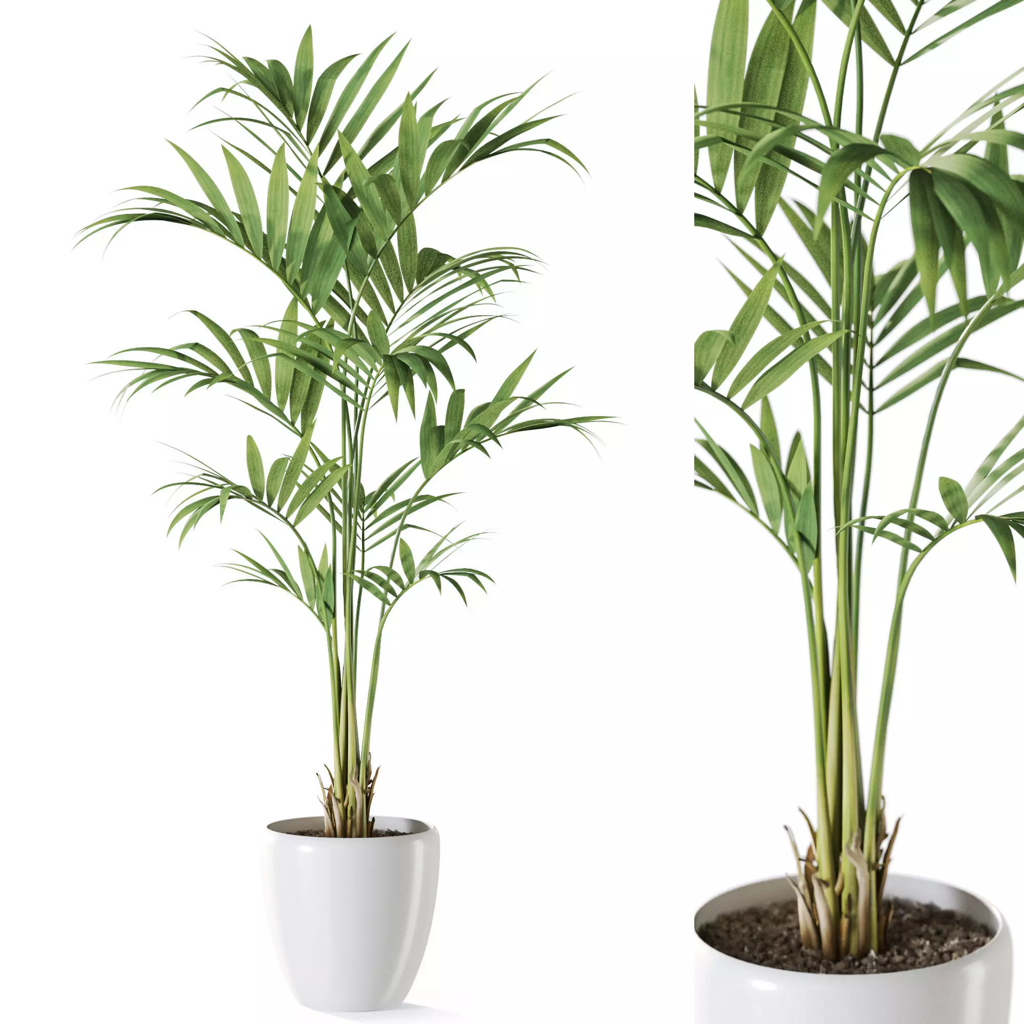 Plant 1237 3D model_0