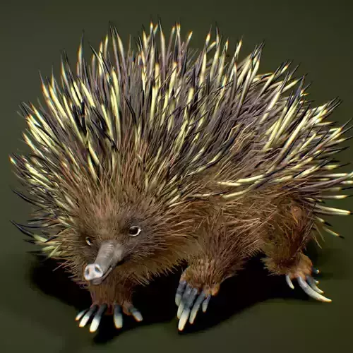 Echidna 