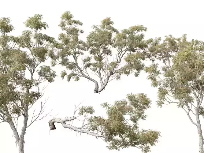 HighpolyLow Poly - Eucalyptus camaldulensis - River Red Gum