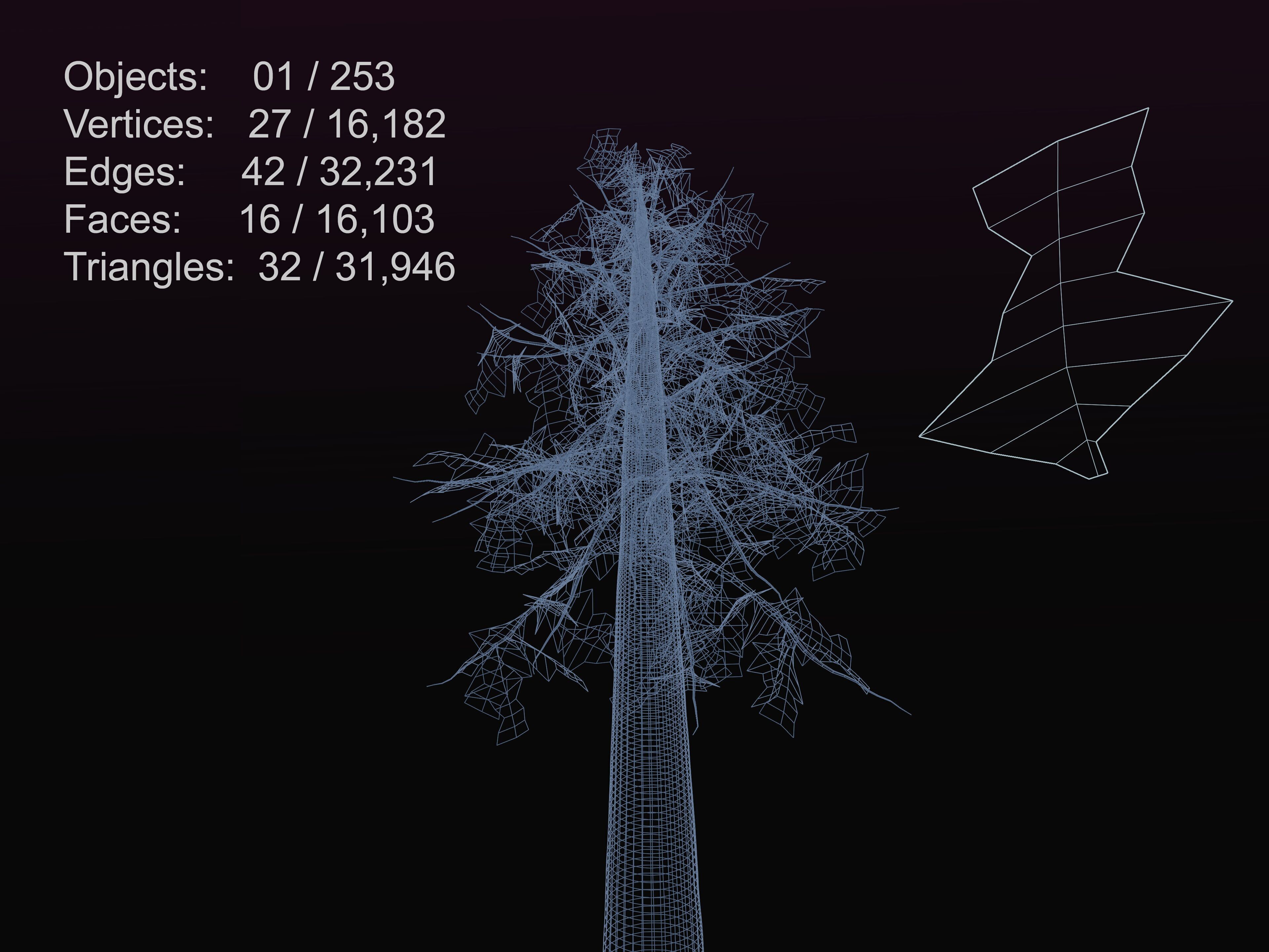 Redwood Sequoia Low-poly 3D model_4