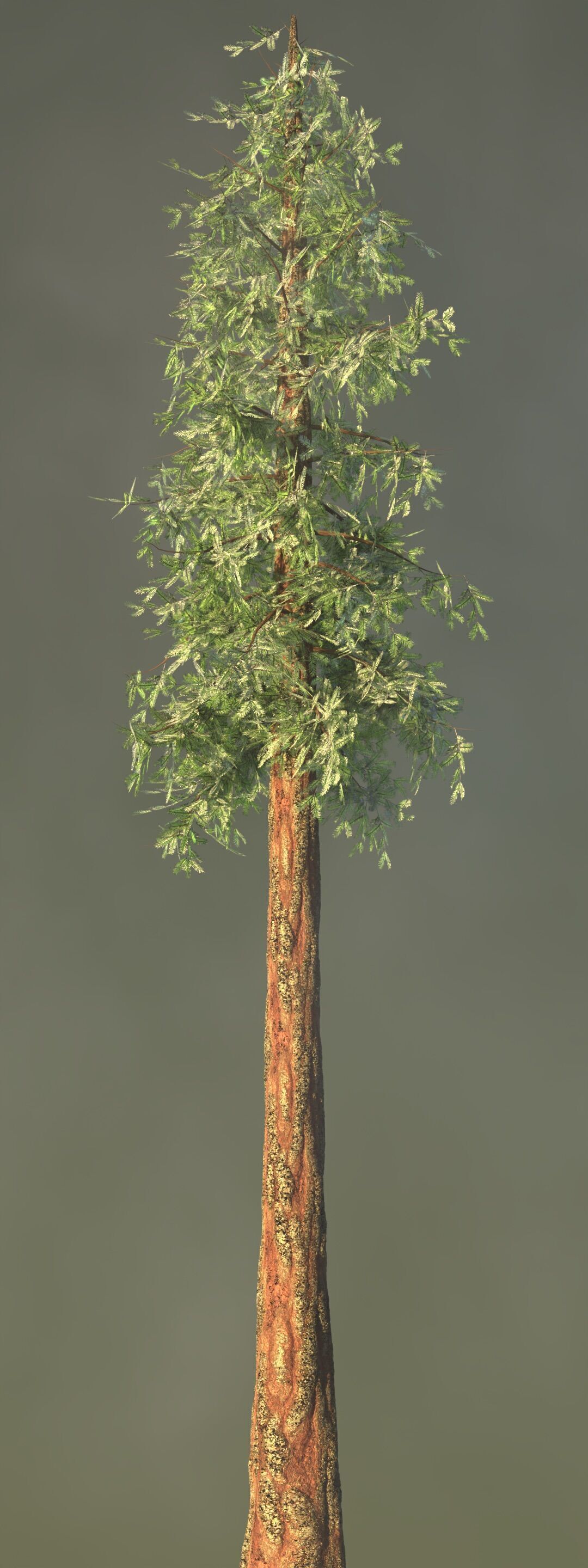 Redwood Sequoia Low-poly 3D model_1