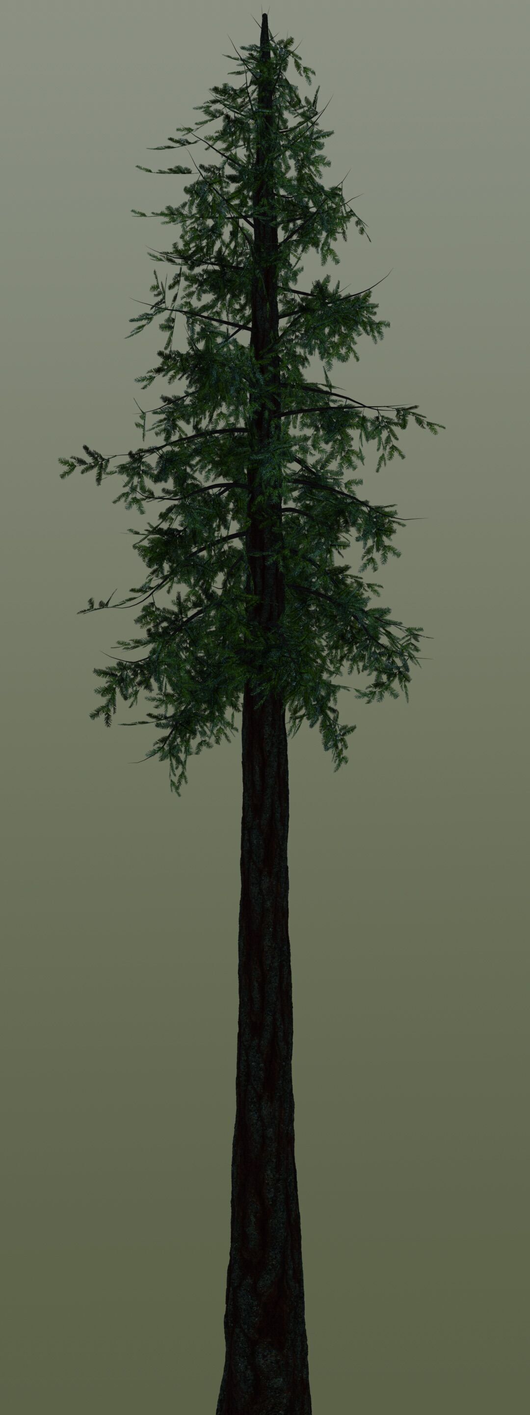 Redwood Sequoia Low-poly 3D model_2