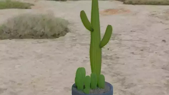Cactus plant 3D model  3D model