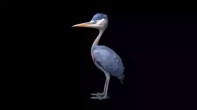 Great Blue Heron Flying In The Field  3d Render