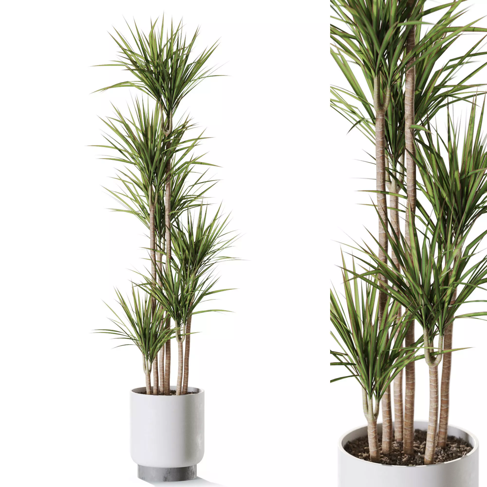 Plant 1242 3D model_0