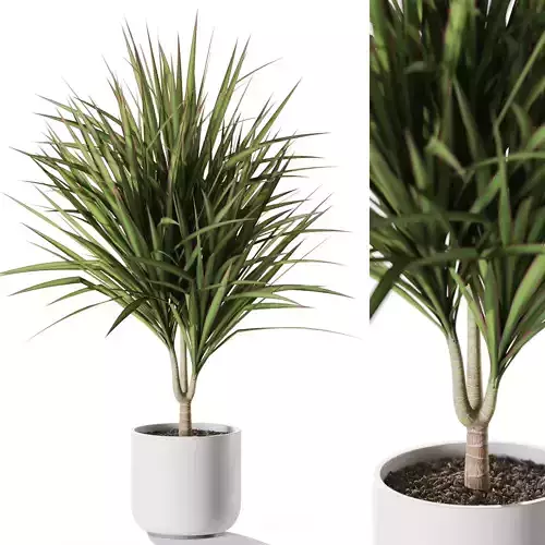 Plant 1244 3D model