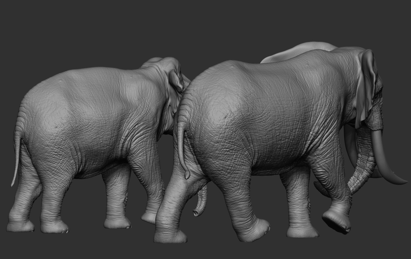 Elephants  African and Asian Species 3D print model_11