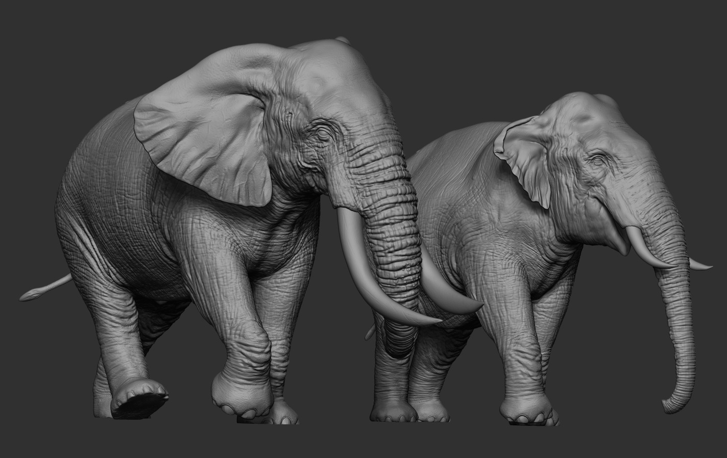 Elephants  African and Asian Species 3D print model_12