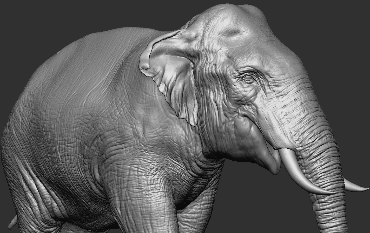 Elephants  African and Asian Species 3D print model_6