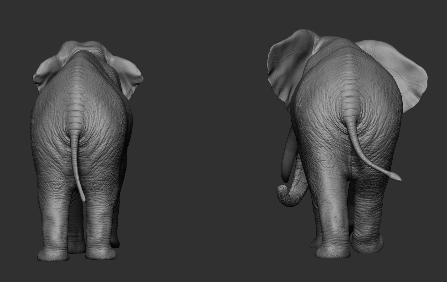 Elephants  African and Asian Species 3D print model_17