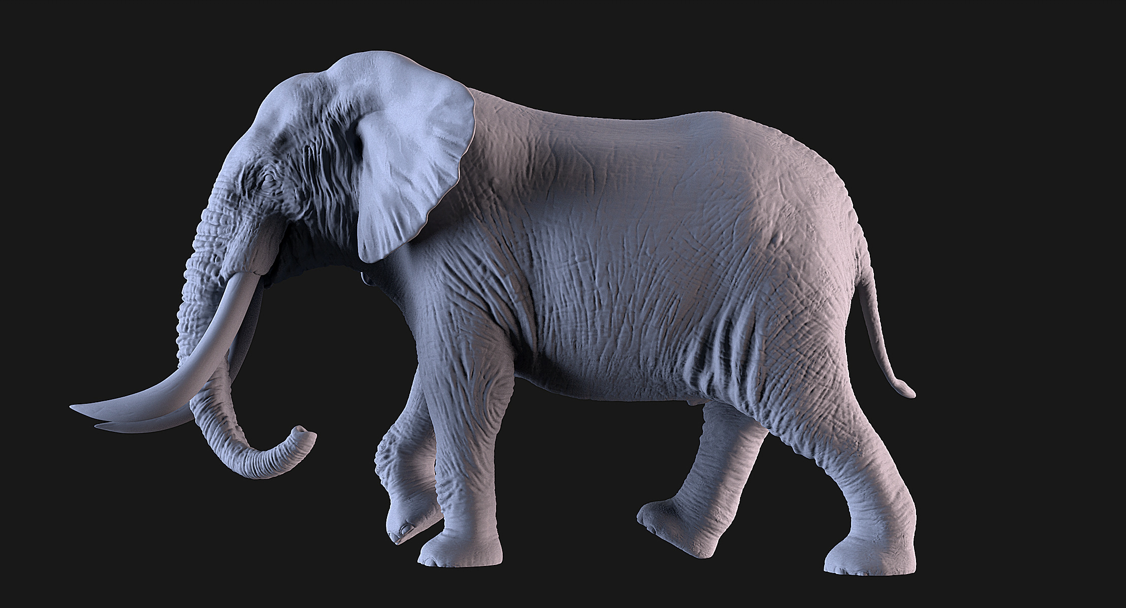 Elephants  African and Asian Species 3D print model_5
