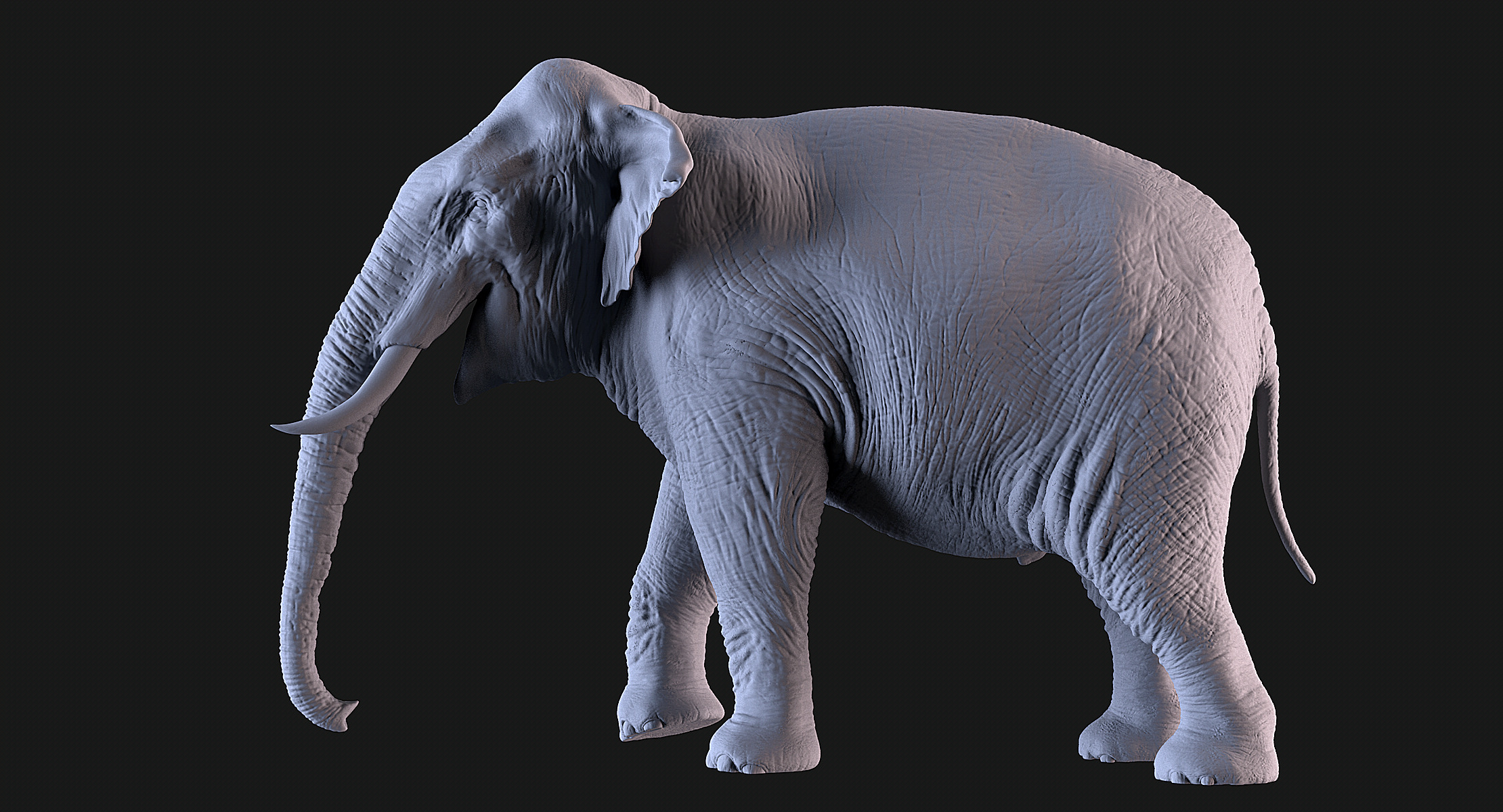 Elephants  African and Asian Species 3D print model_4