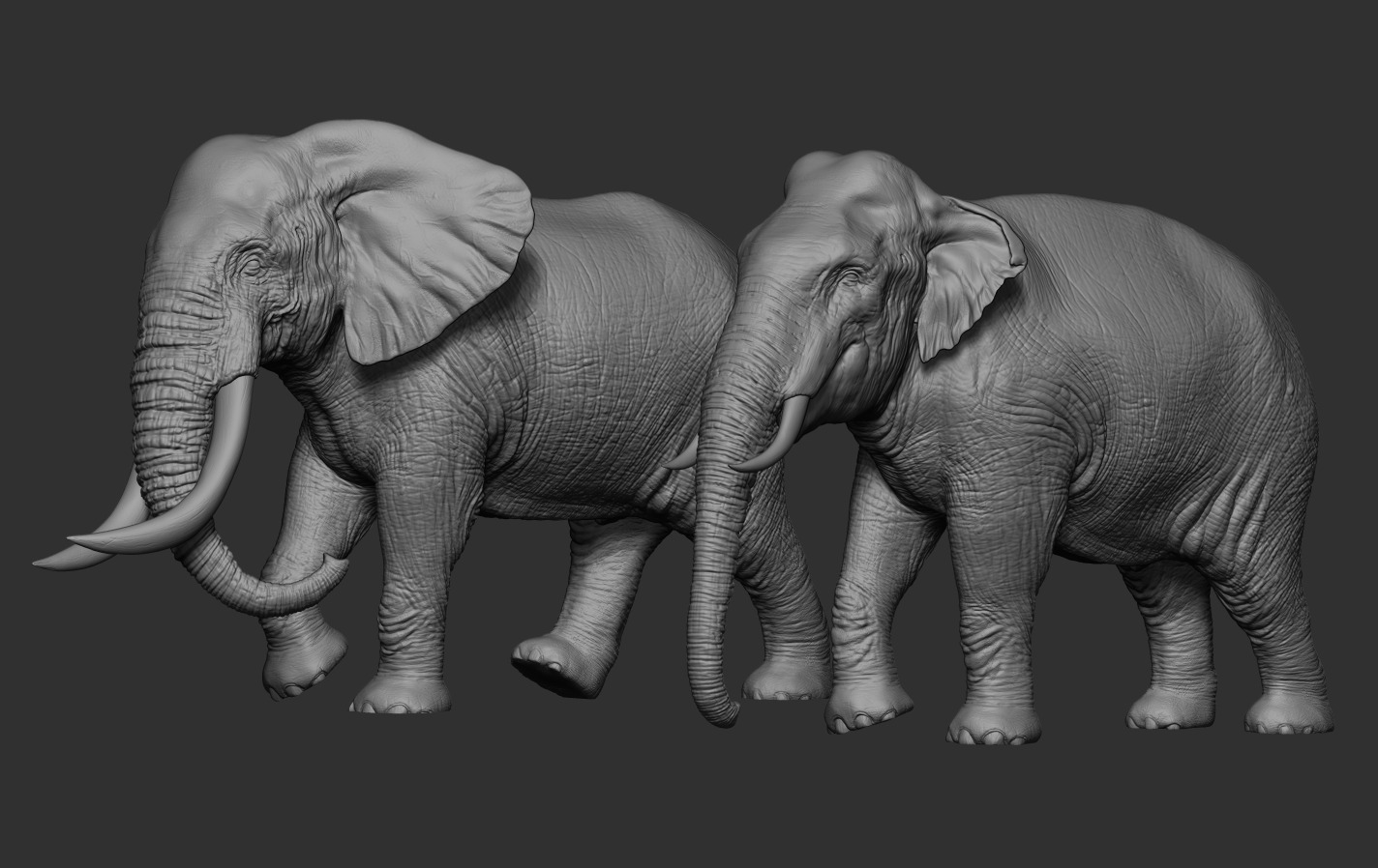 Elephants  African and Asian Species 3D print model_9