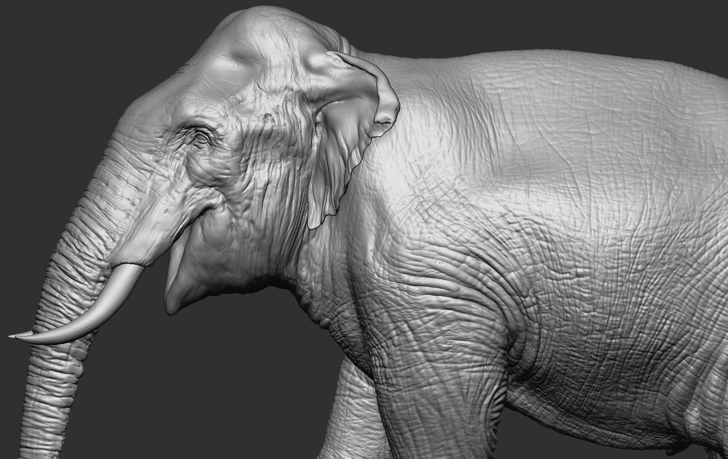 Elephants  African and Asian Species 3D print model_7