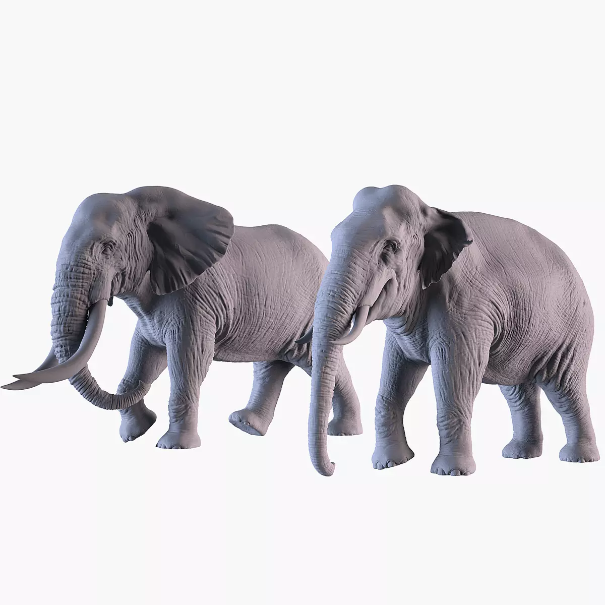 Elephants  African and Asian Species 3D print model_0